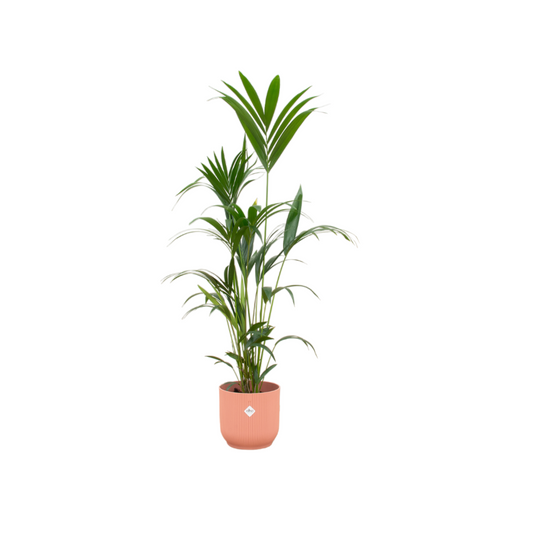 Kentia Palme 160 cm im modernen rosa Topf