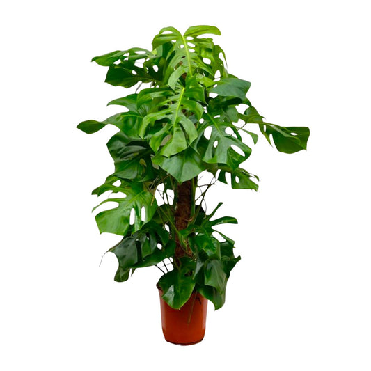 Monstera Deliciosa XXL – 150 cm Fensterblatt Pflanze