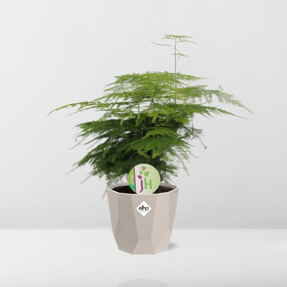 Asparagus ‘Plumosus’ in ELHO b.for rock 14 cm warm grey