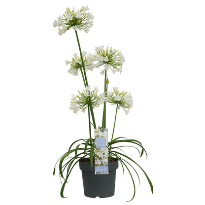Agapanthus 'Ever White' - Ø19cm - ↕30cm