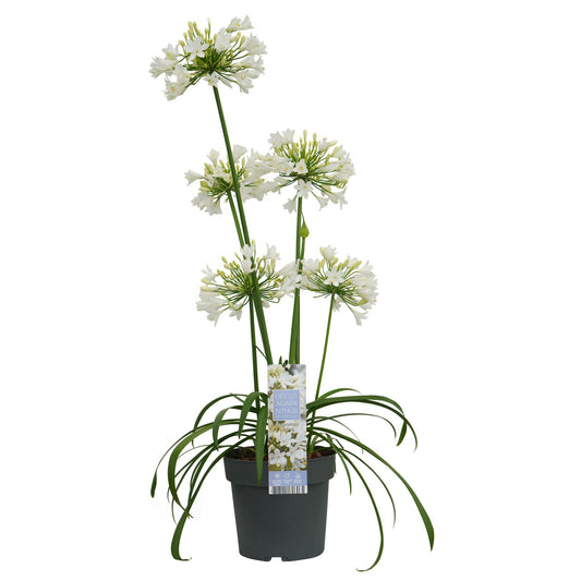 Agapanthus 'Ever White' - Ø19cm - ↕30cm