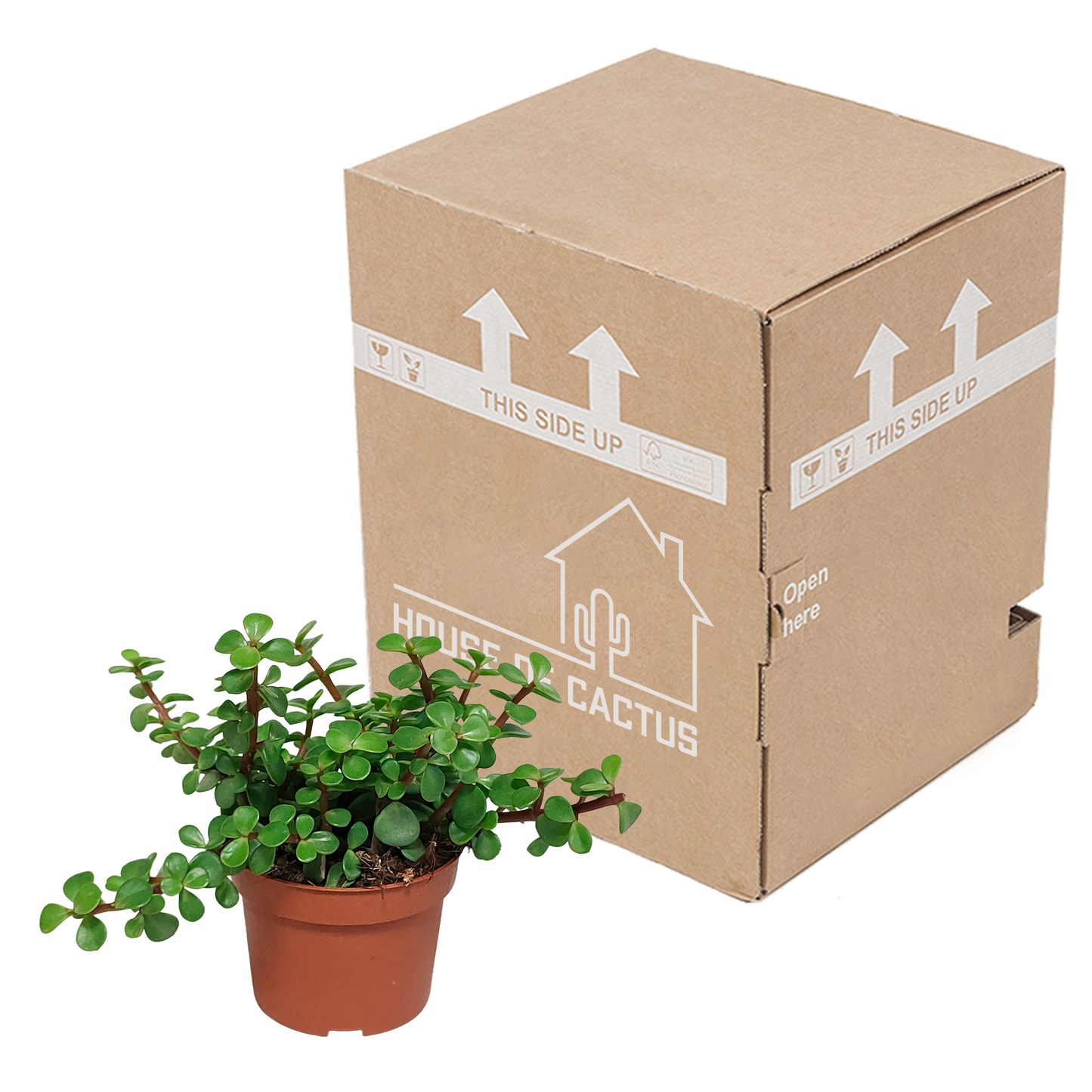 Portulaca afra - zonder pot