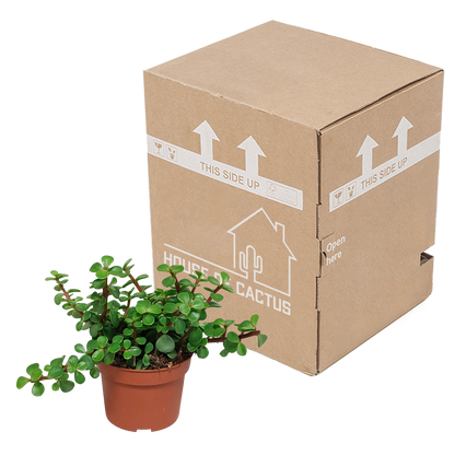 Portulaca afra - zonder pot