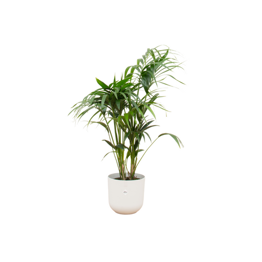 Kentia Palme 130 cm im stilvollen Topfset