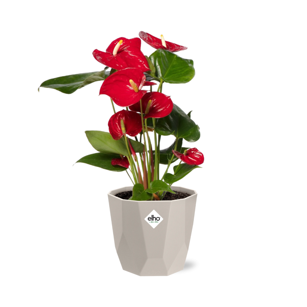 Anthurium Red 12cm in ELHO b.for rock 14 cm warm grey
