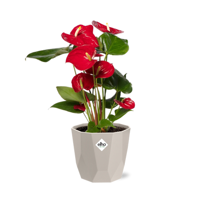 Anthurium Red 12cm in ELHO b.for rock 14 cm warm grey