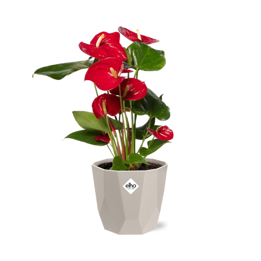 Anthurium Red 12cm in ELHO b.for rock 14 cm warm grey