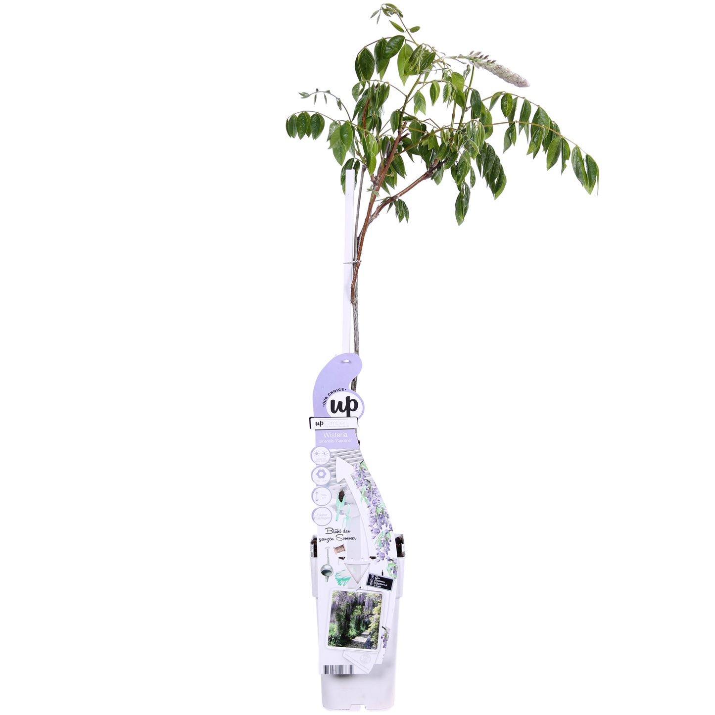 Wisteria sinensis Caroline - Purpurner Regen - Ø15cm - ↕65cm