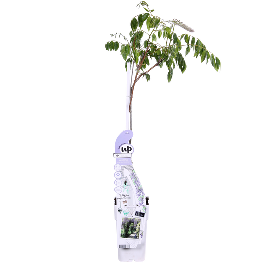 Wisteria sinensis Caroline - Purpurner Regen - Ø15cm - ↕65cm