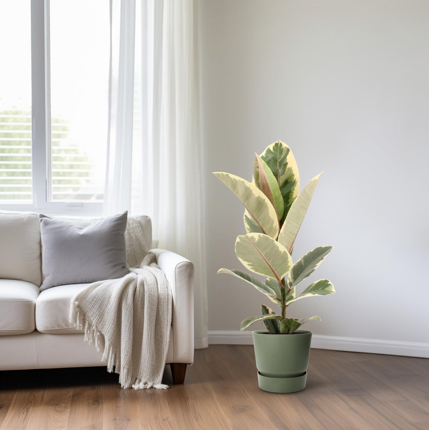 Ficus Elastica Tineke - Ø17cm - ↕55cm