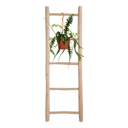 Epiphyllum Anguliger - Ø17cm - ↕35cm