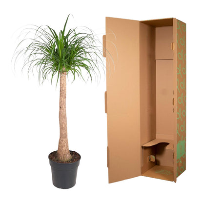 Elefantenfuß 120 cm – Exotische & pflegeleichte Zimmerpflanze