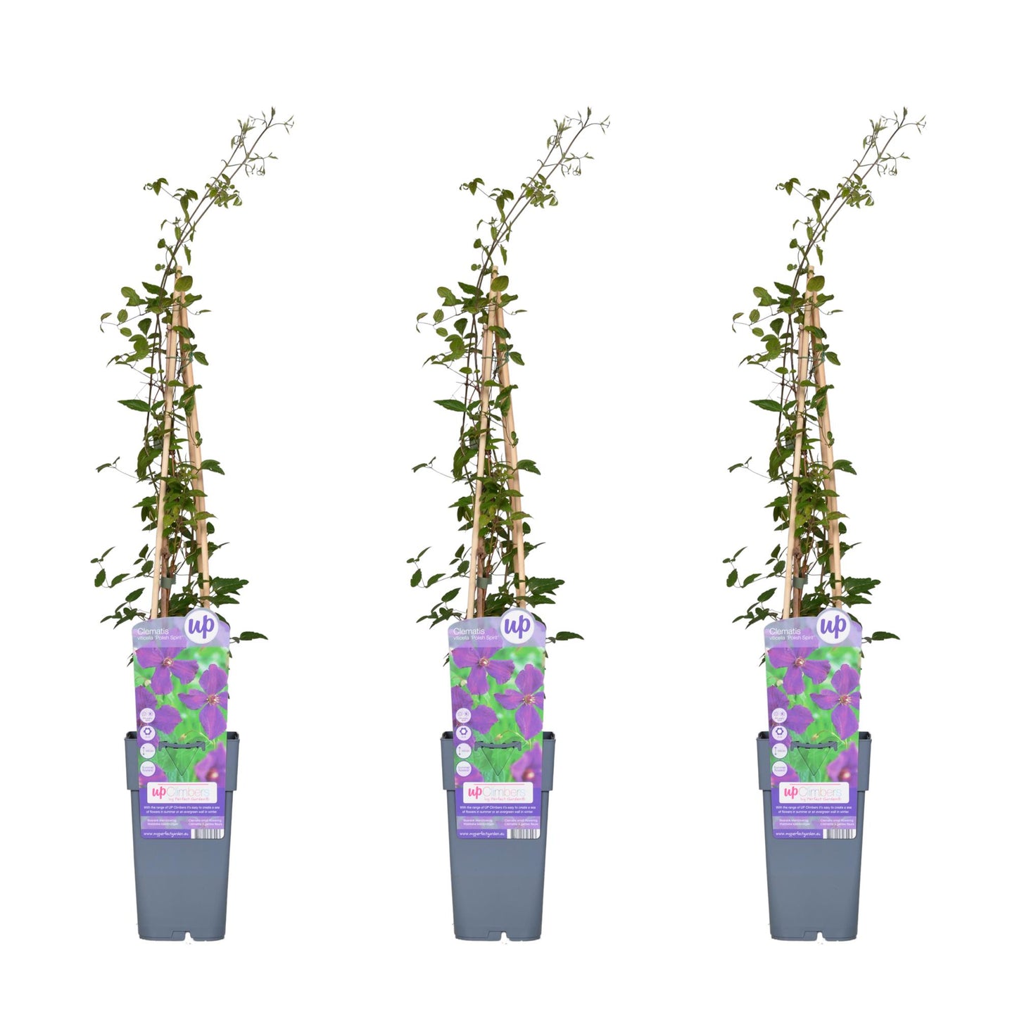 3x - Clematis Viticella 'Polish Spirit' - ↨65cm - Ø15