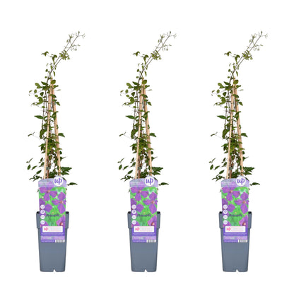 3x - Clematis Viticella 'Polish Spirit' - ↨65cm - Ø15