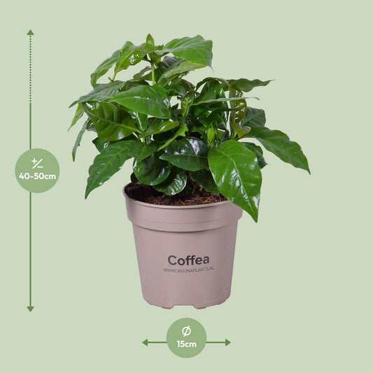 Coffea Arabica - Ø15cm - ↕45cm