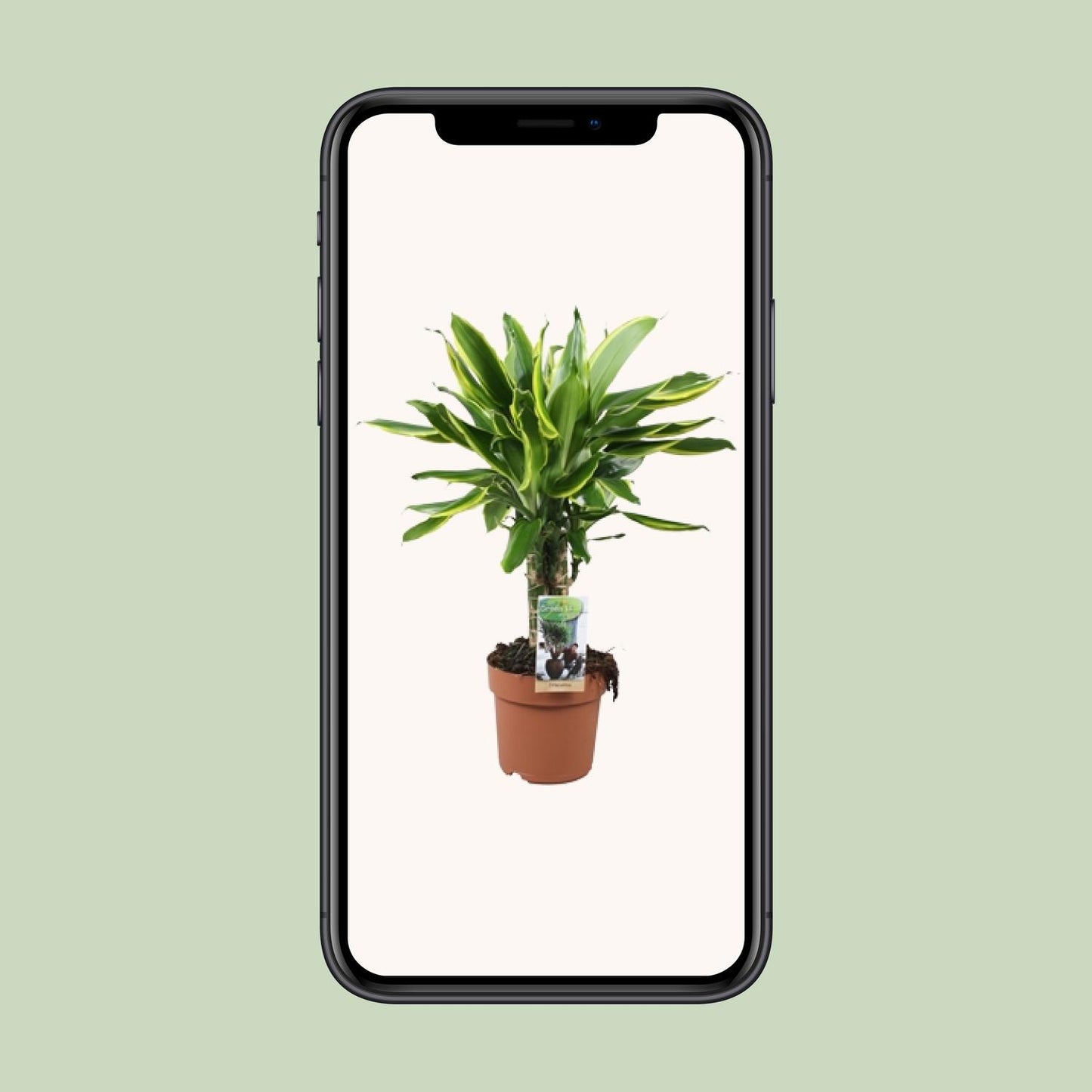 Dracaena Golden Coast - Ø17cm - ↕50cm
