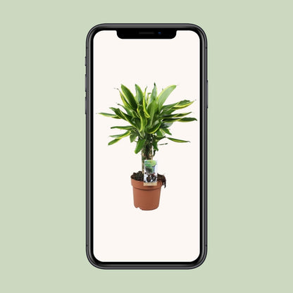Dracaena Golden Coast - Ø17cm - ↕50cm