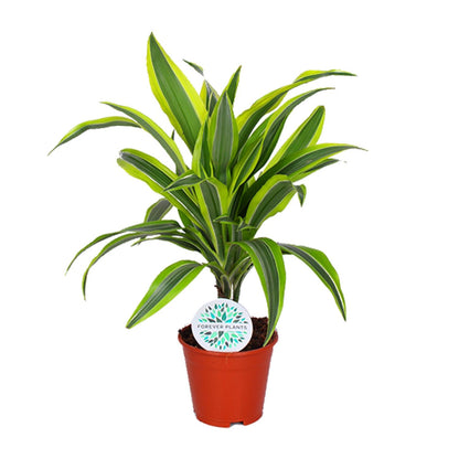 Dracaena Lemon Lime - Ø14cm - ↕55cm