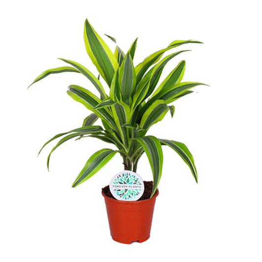 Dracaena Lemon Lime - Ø14cm - ↕55cm