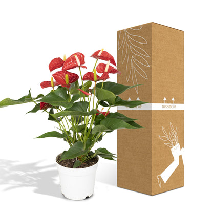 Anthurium Red - Ø17cm - ↕55cm - Ø17cm - ↕55cm