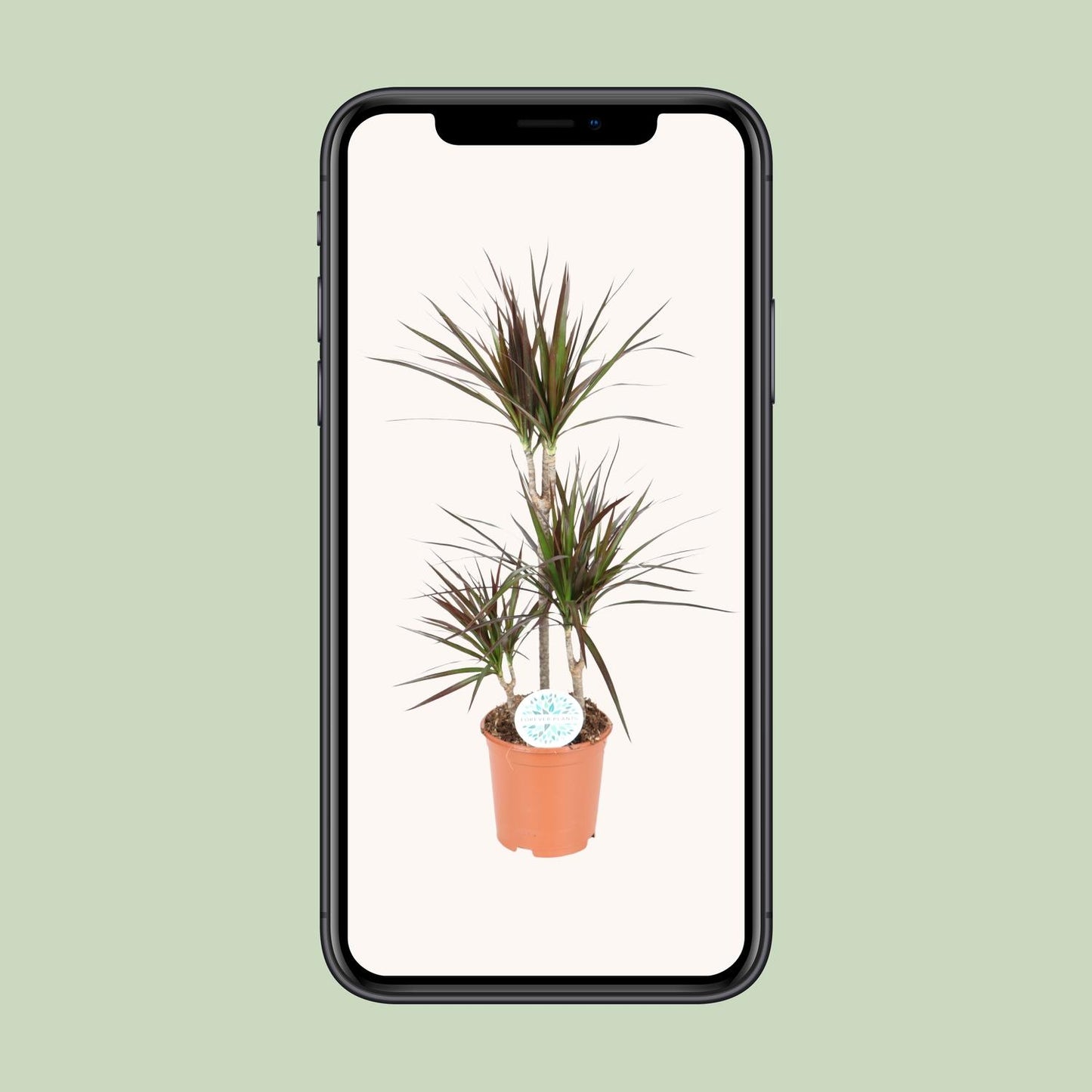 Dracaena Magenta - Ø21cm - ↕95cm