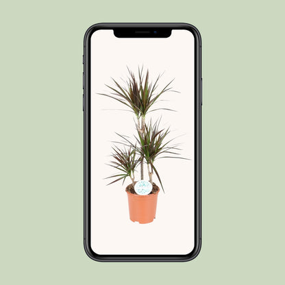 Dracaena Magenta - Ø21cm - ↕95cm