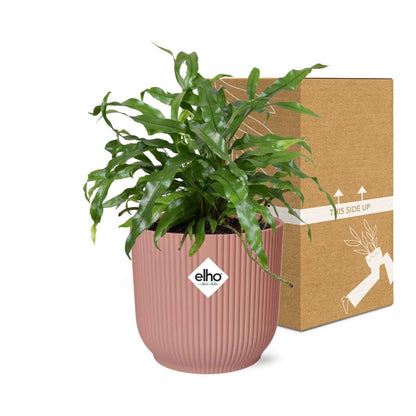 Microsorum Diversifolium in ELHO Vibes Fold 14cm roze