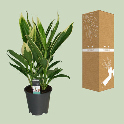 Cordyline New Conga - Ø19cm - ↕60cm