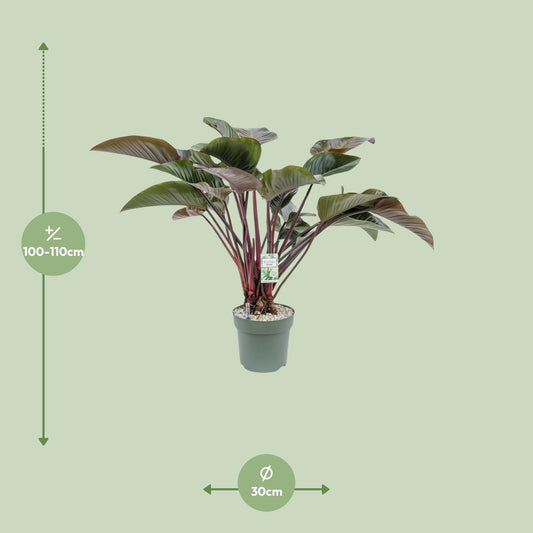 Philodendron Red Beauty - Ø30cm - ↕110cm