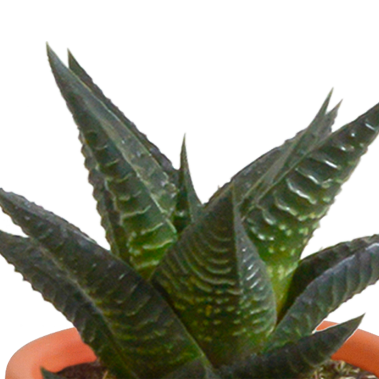 Cactus en vetplanten Mischung 5,5 cm | 15 stück - in Mexicaanse pot