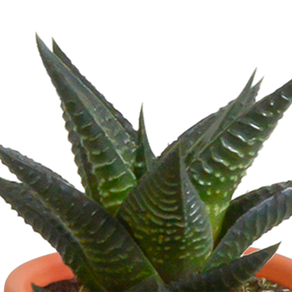 Cactus en vetplanten Mischung 5,5 cm | 15 stück - in Mexicaanse pot