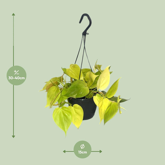 Philodendron Lime - Ø15cm - ↕35cm