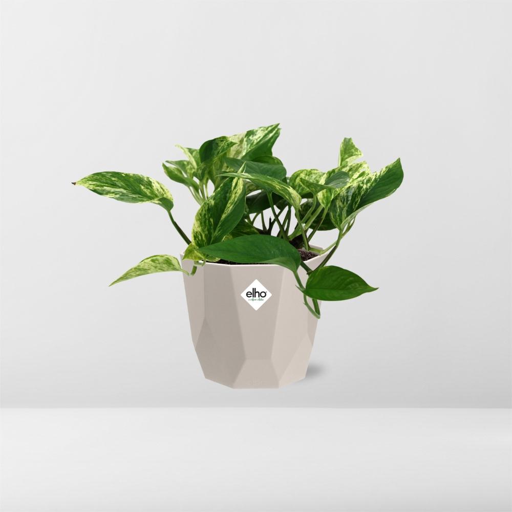 Scindapsus (Epipremnum) Marble Queen in ELHO b.for rock 14 cm warm grey