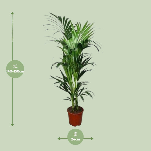 Howea - Ø24cm - ↕150cm