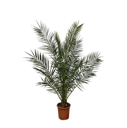 Kanarische Dattelpalme – 180 cm – Exotische Zimmerpflanze