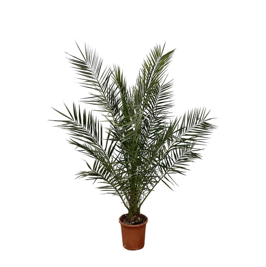 Kanarische Dattelpalme – 180 cm – Exotische Zimmerpflanze