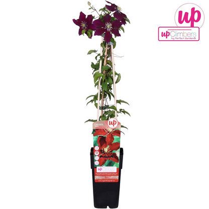Clematis Niobe - ↨65cm - Ø15