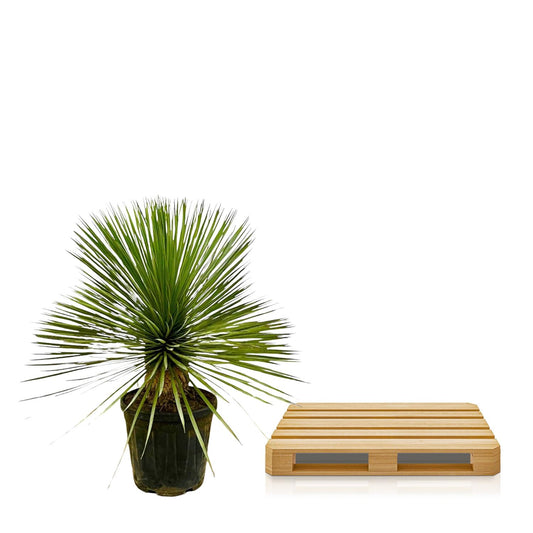 Yucca Rostrata Stamm 70 cm – Blaue Wüstenlilie elegant & pflegeleicht