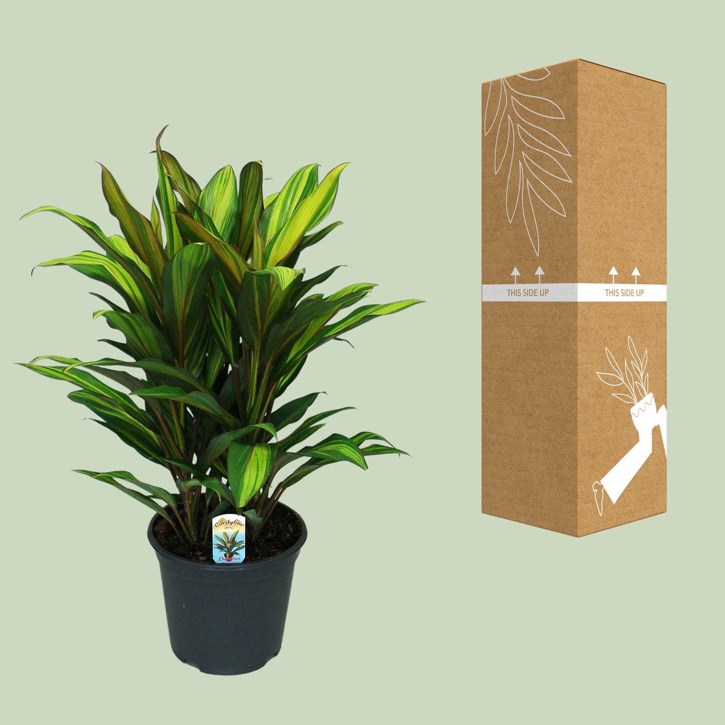 Cordyline Fruticosa Kiwi - Ø19cm - ↕55cm