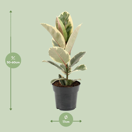 Ficus Elastica Tineke - Ø17cm - ↕55cm