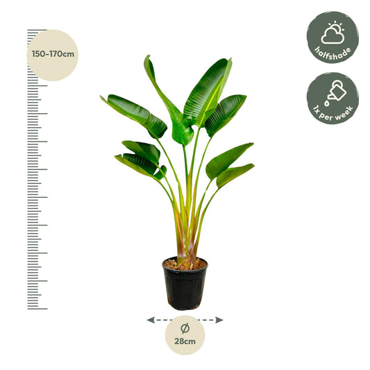 Weißer Paradiesvogel - Strelitzia Augusta 160 cm