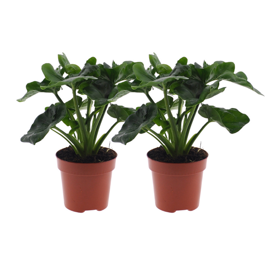 Philodendron Atom - 2 Stücke - Ø12cm - ↕25cm