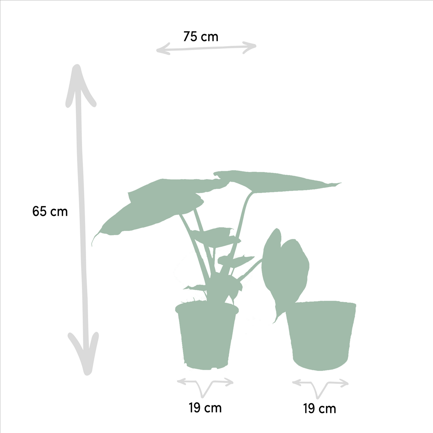 Alocasia Wentii - Ø19cm - ↕60cm + Alocasia Portodora - Ø19cm - ↕75cm + Korb Selin