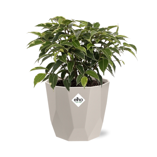 Ficus Benjamina Kinky in ELHO b.for rock 14 cm warm grey