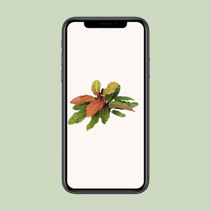 Philodendron Prince Of Orange - Ø27cm - ↕75cm