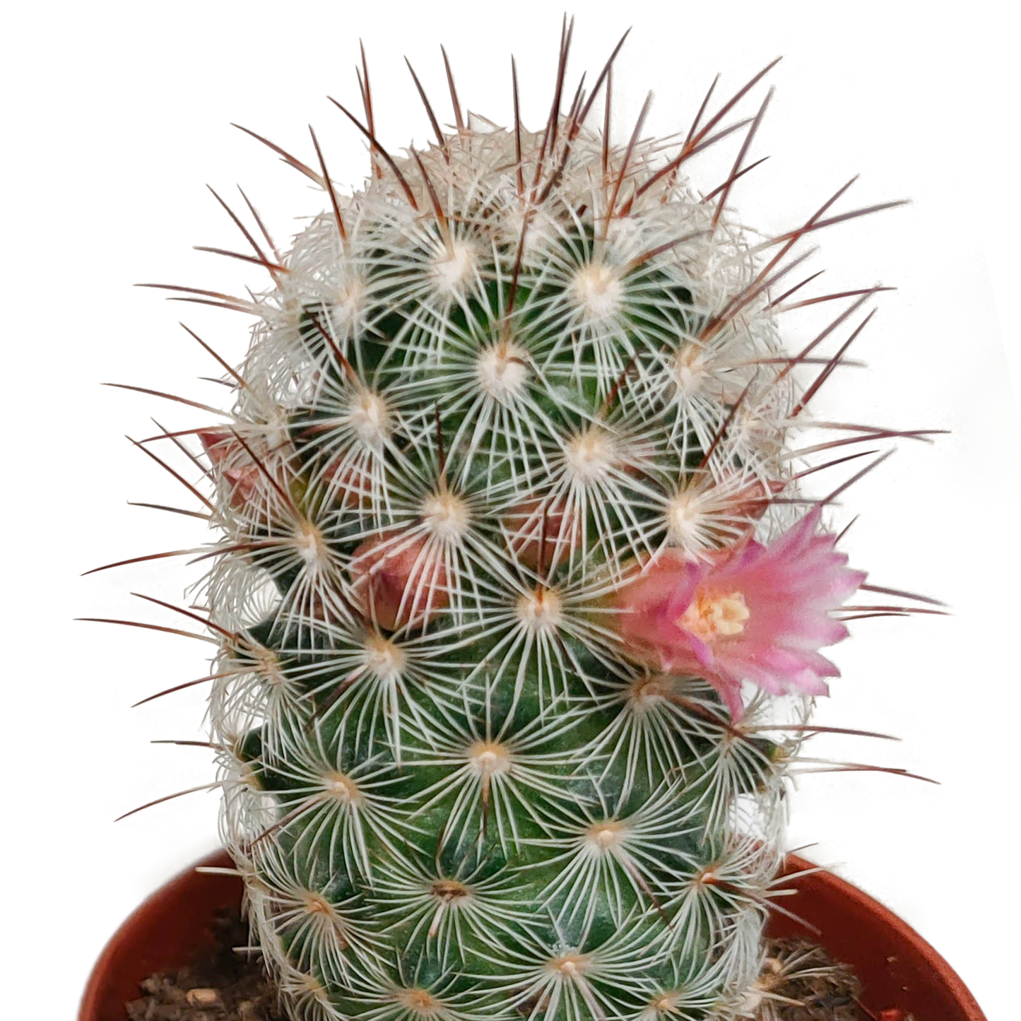 Kakteenmischung 5,5 cm - zonder pot bloeiend - 5x