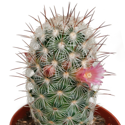Kakteenmischung 5,5 cm - zonder pot bloeiend - 5x