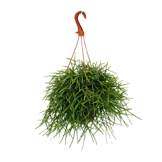 Rhipsalis Pulchra - Ø17cm - ↕45cm