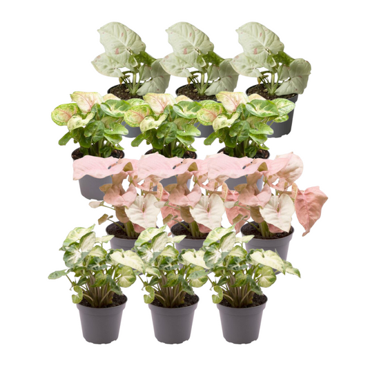 12x Syngonium Mix