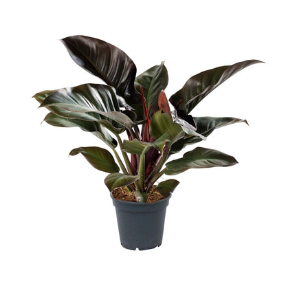Philodendron Imperial Red - Ø17cm - ↕50cm